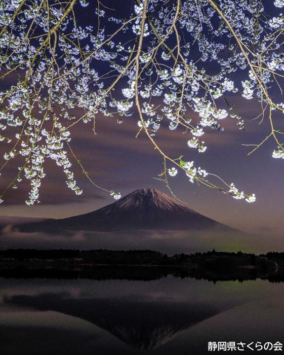 写真：幻想夜桜