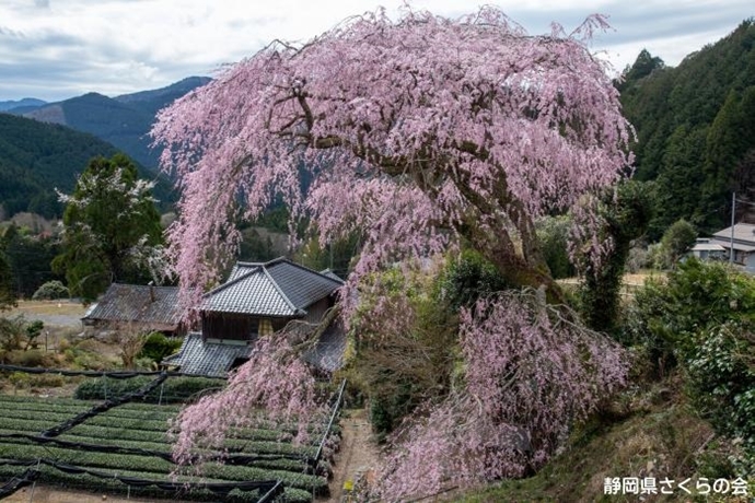 写真：山里に咲く