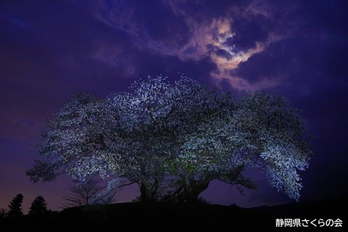 写真：薄月桜