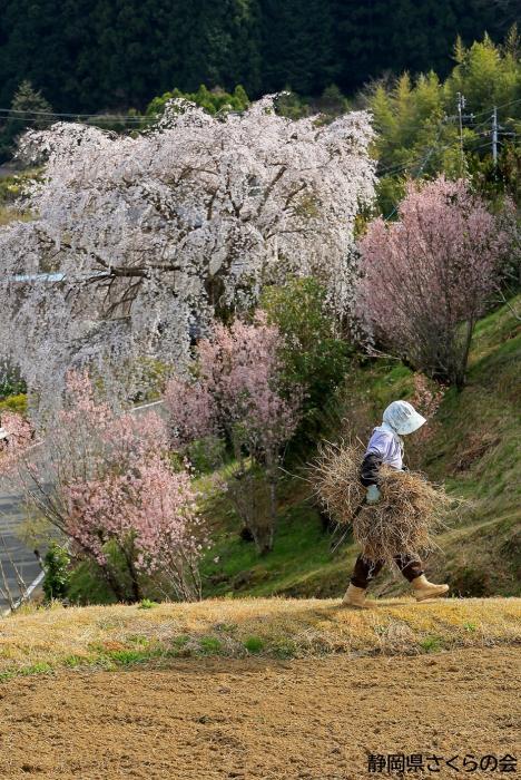 写真：山里の春