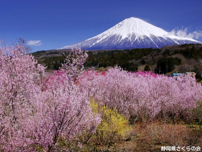 写真：桜の花園