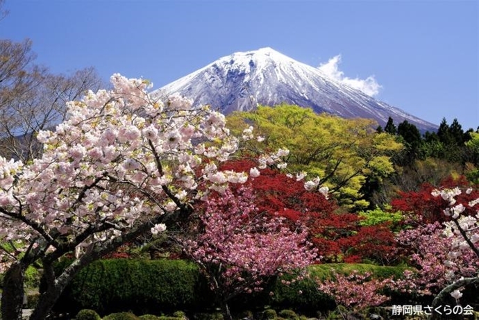 写真：芳春の彩り