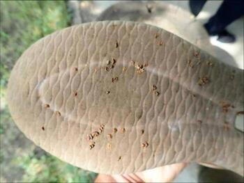 写真：靴の裏に刺さるメリケントキンソウの種子