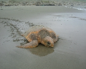 写真：アカウミガメ