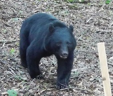 クマの画像