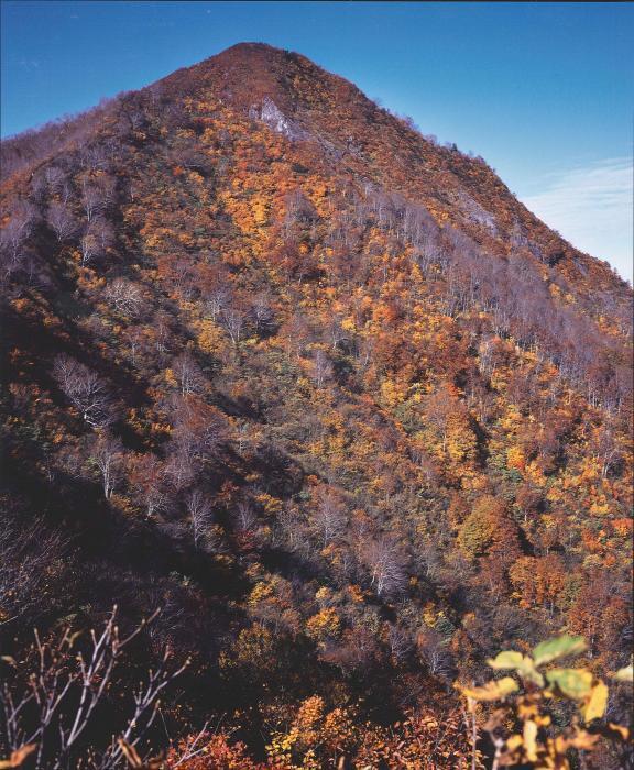 写真：上田富士