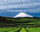 写真：春の富士山