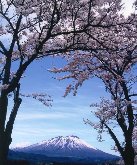 写真：南部富士