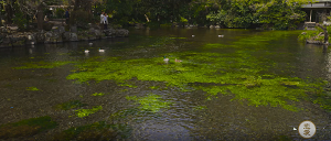 写真：湧玉池