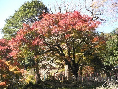 写真：益山寺の大もみじ