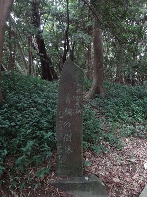 写真：伊古奈比咩命神社のアオギリ自生地