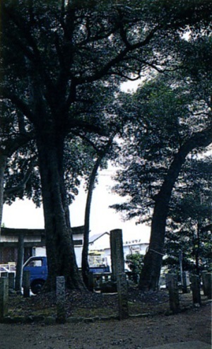 写真：御嶽神社の親子モッコク