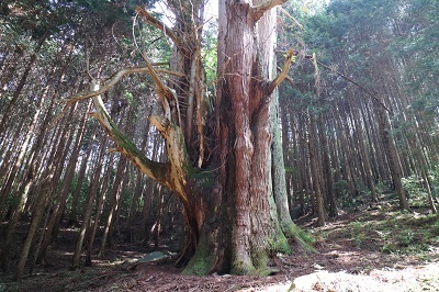 写真：河内の大スギ