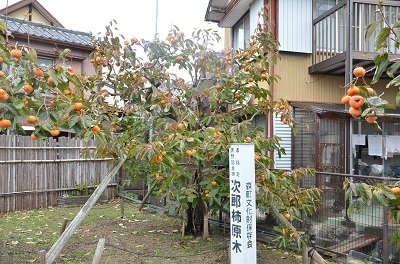 写真：次郎柿原木