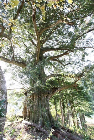 写真：上相賀の大カヤ