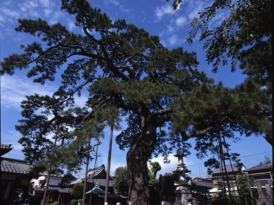 写真：久遠の松