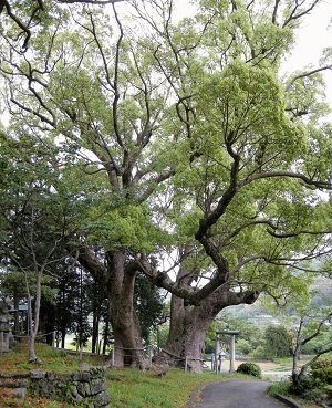 写真：三島神社のクスノキ