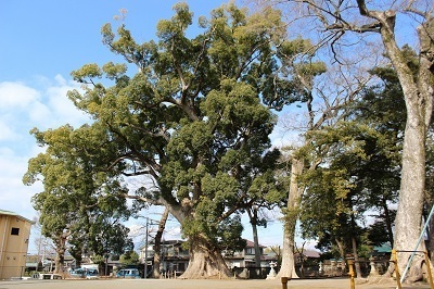 写真：天地神社の樟