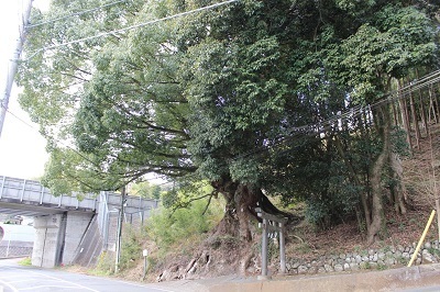 写真：春日神社の樟