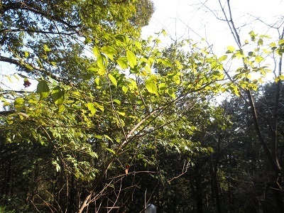 写真：天台鳥薬群落地