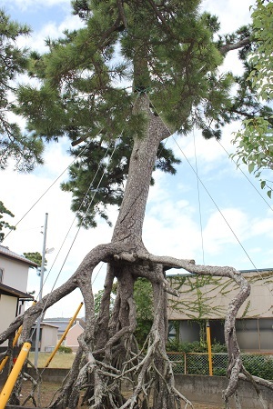 写真：相良の根上り松