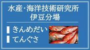 水産・海洋技術研究所　伊豆分場（きんめだい・てんぐさ）（外部リンク・新しいウィンドウで開きます）