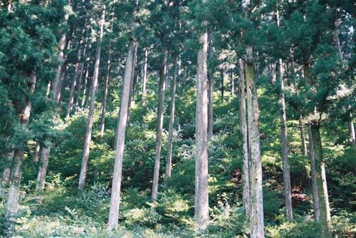 写真：認証林