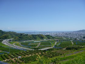 写真：あらたにやのみかん園