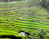 写真：俵沢のつづら折り茶園