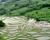 写真：倉沢の棚田