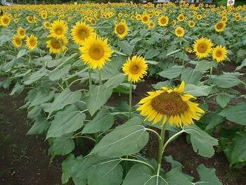 写真：ひまわり畑