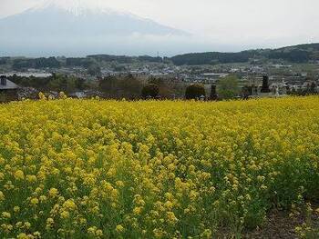 写真：菜の花畑