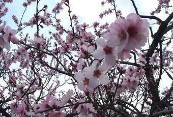 写真：アーモンドの花