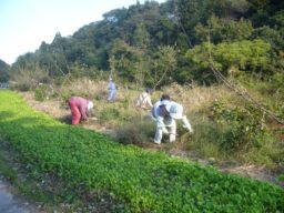 写真：和地草刈り