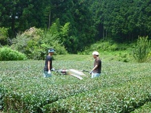 写真：茶園管理2