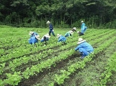 写真：草取り