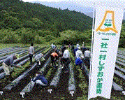 写真：サツマイモ定植作業2