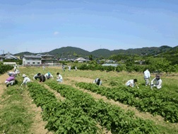 写真：ジャガイモ畑の草取り