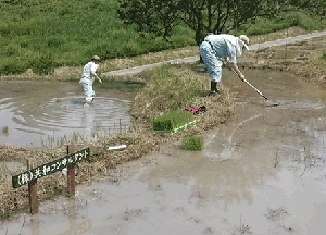 写真：田植えの様子