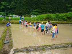 写真：田植え