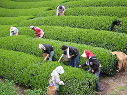 写真：茶摘