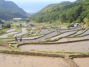 写真：石部の棚田2