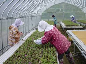 写真：法面に植栽する松葉菊は苗から作ります