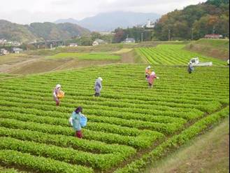 写真：オーナー用水かけ菜の栽培管理