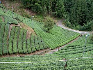 写真：管理の行き届いた美しい茶園