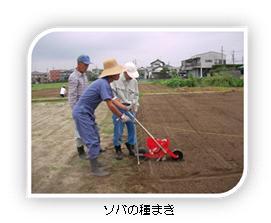 写真：ソバの種まき