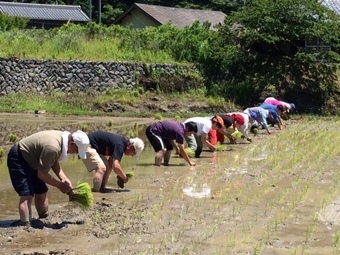 写真：田植え2