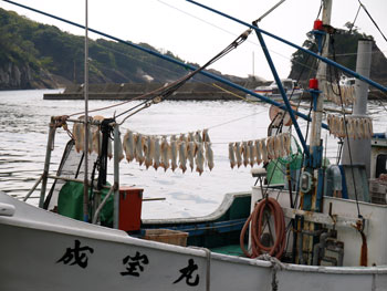 写真：仁科船上沖干しイカ