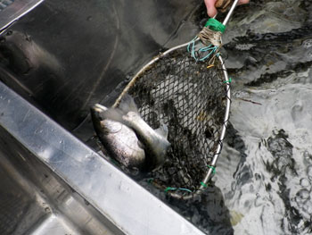 写真：あまご鮮魚