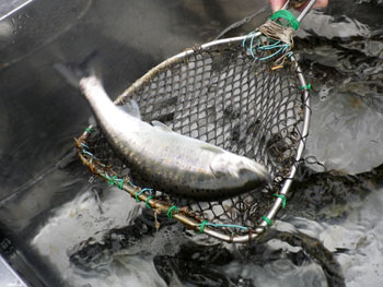 写真：あまご鮮魚2